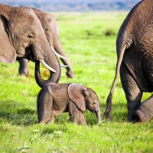 kenya elephant family expidited passports