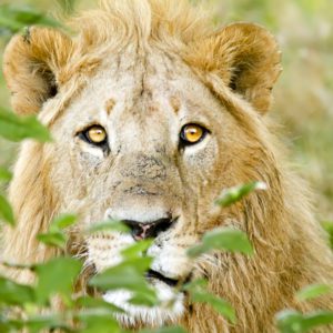 lion in tanzania 03